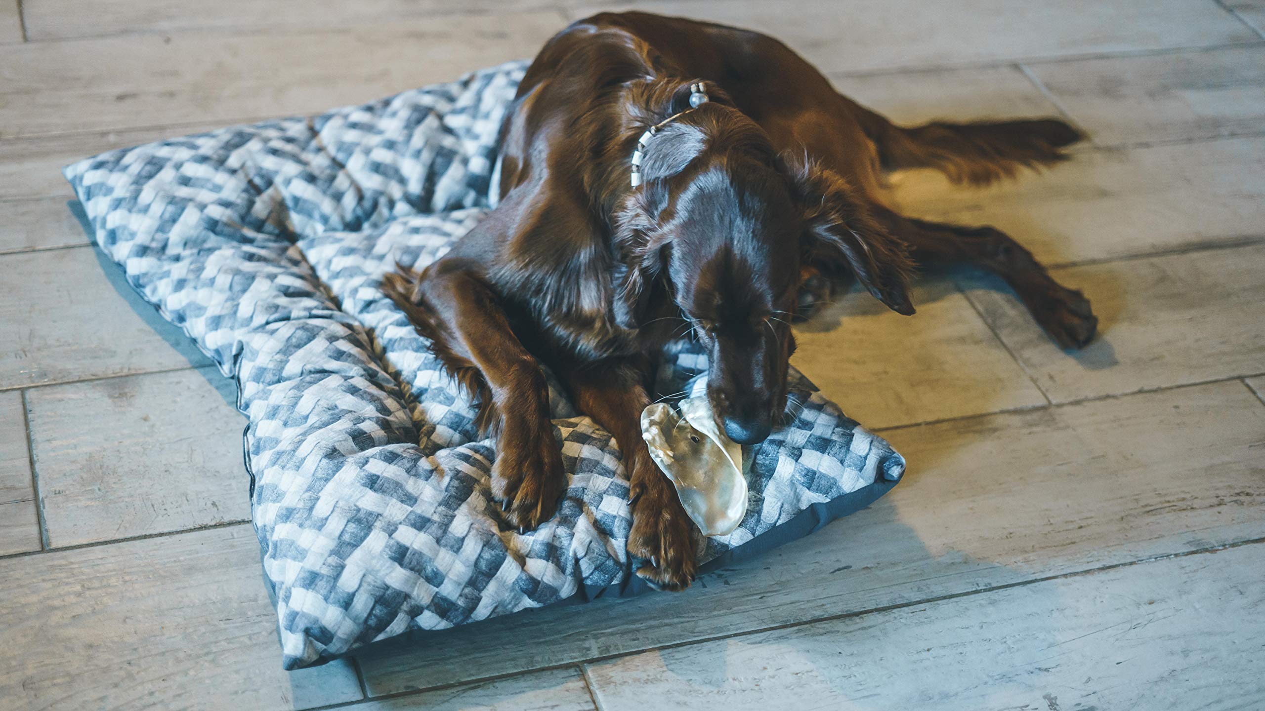 Aimé Oreille de Porc pour Chien, Friandise à mâcher 100% naturelle, Sans conservateur ni colorant, 12 Unité