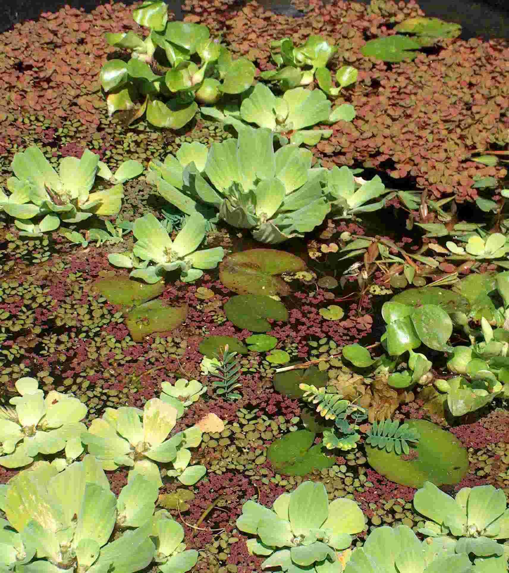 Mühlan - 5 Wassernüsse als Schwimmpflanzen für den Gartenteich/Teich, dekorativ und algenhemmend