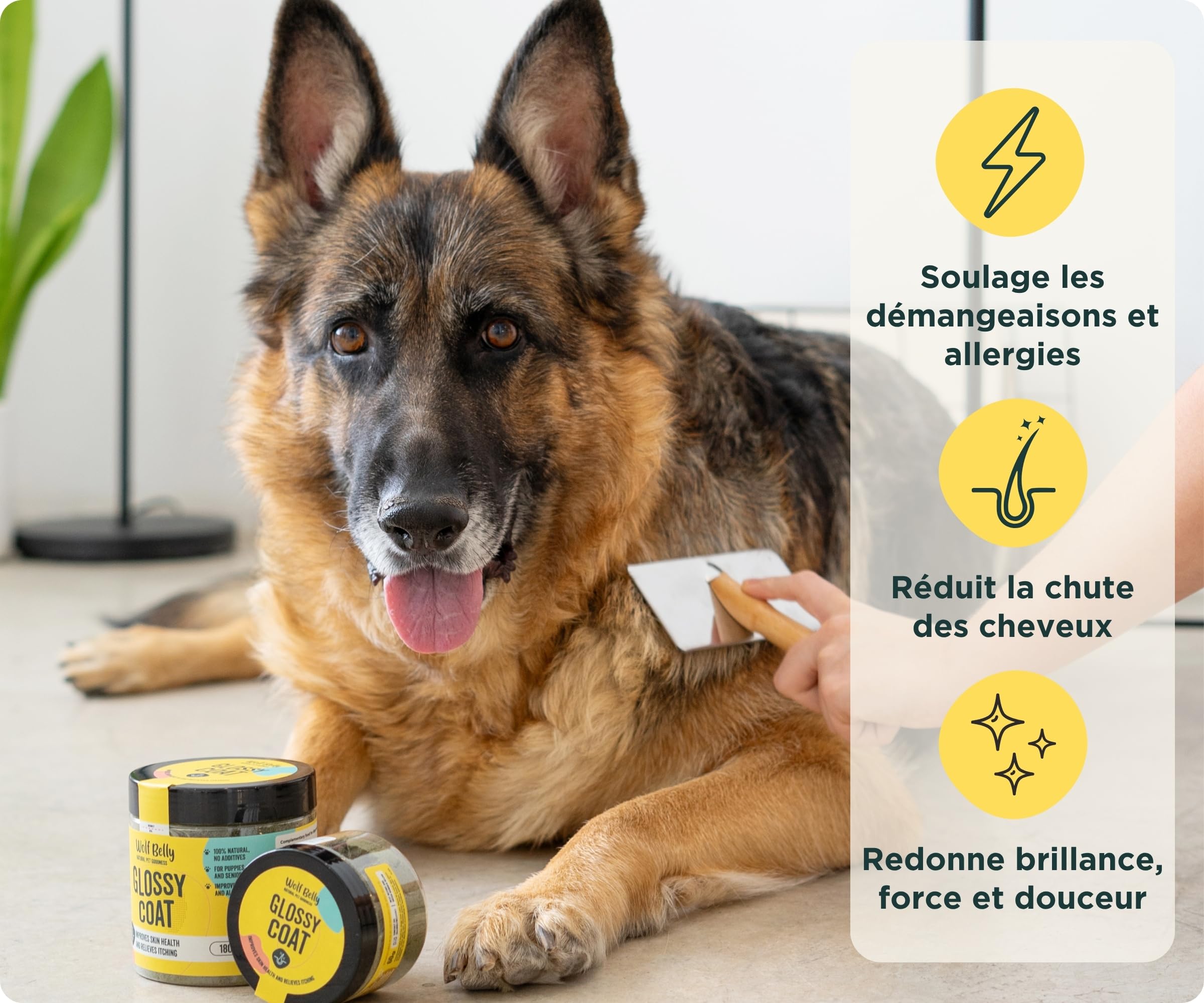 Wolf Belly - Pack Complément Peau et Hygiène Dentaire 100% Naturel (180g) | Anti tartre + Anti demangeaison | pour Chiens et Chats | Format Poudre - Fabriqué en UE