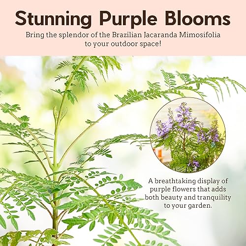 Miniatura 4 de Jacaranda mimosifolia  Árbol de Jacaranda azul  Árbol bonsái de 3 a 4 pulgadas de alto  Planta de inicio