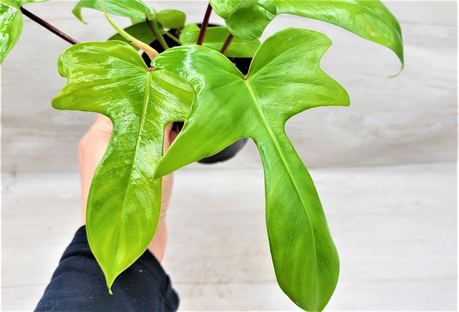 Philodendron Florida Beauty Live Rare Exotic Tropical Indoor House Plants in 6 inch Hanging Nursery Plant Pot Housewarming Gift Decoration for Home and Office by 3exoticgreen