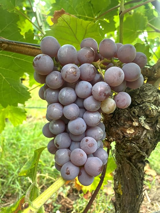 Table Grape Vine 'Rosetta' - Pink/Blue Grapes Aromatic & Robust For Garden Balcony & Patio 3-Year Potted Grape Vine