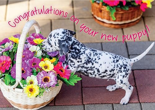 Miniatura 10 de Glory To Dog Da rienda suelta a las divertidas felicitaciones por tu nueva tarjeta de felicitación para cachorros con sobre de correo..