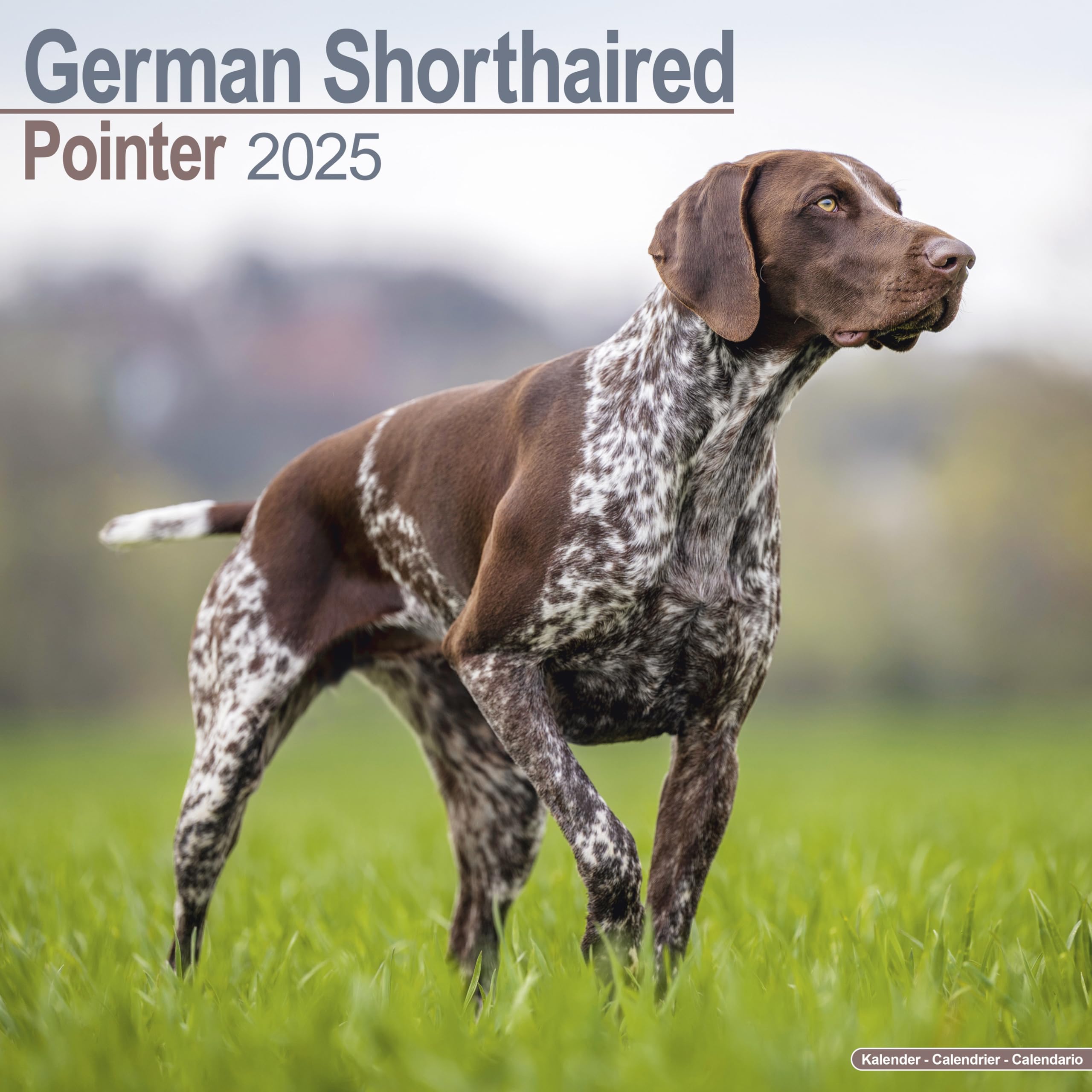 German Shorthaired Pointer 2025 Square Wall Calendar | Pointer, German Shorthair, Short Haired, Gundog, Dog Breed Calendar