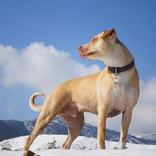 Miniatura 6 de Etiquetas de identificación inteligentes para mascotas etiquetas personalizadas para perros con código QR para alertas de ubicación instantáneas