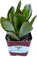 Vista 2 de Colecciones de cactus suculentas de 2 pulgadas (planta de jade Crassula Ovata)