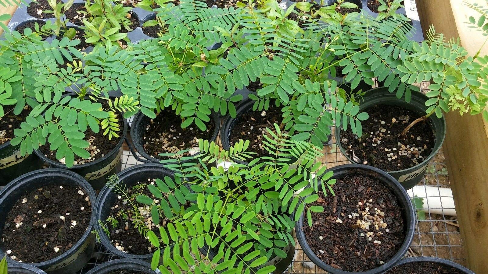 Buy Jacaranda Mimosifolia (Flamboyan Yellow) Tree (BTL) Seedling 4''8
