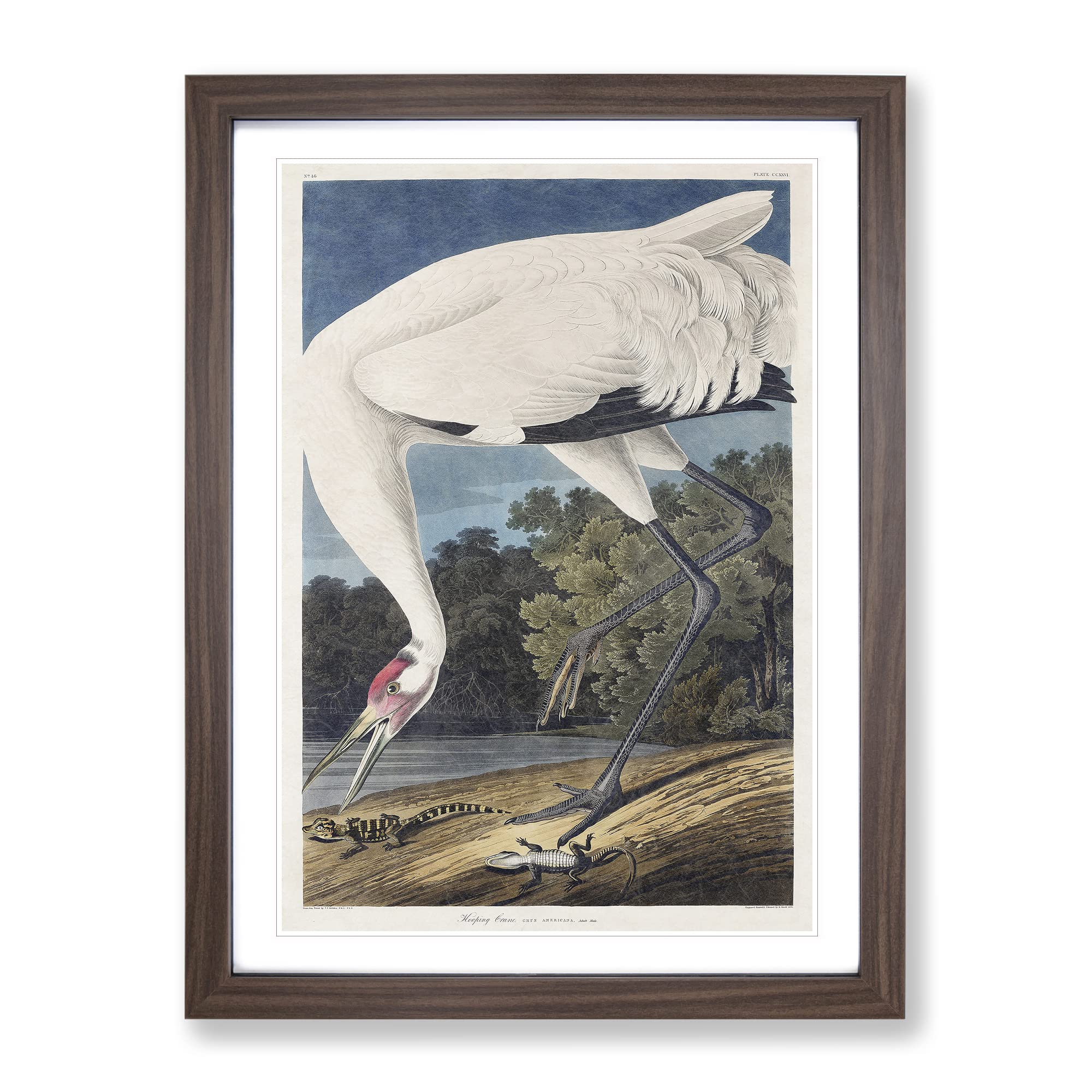 Hooping Crane Bird By John James Audubon Vintage Framed Wall Art Print