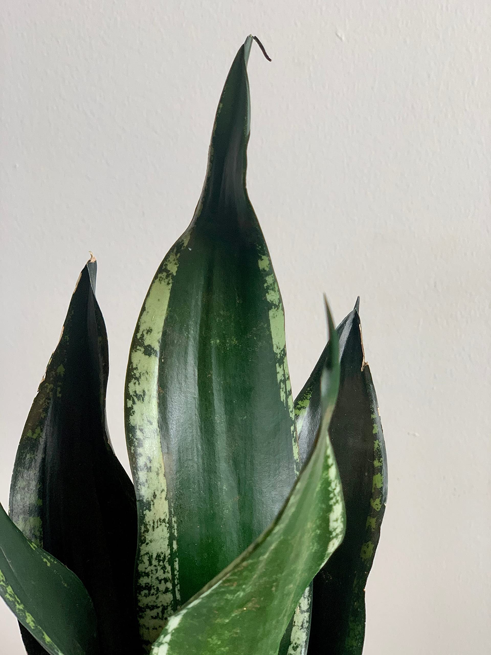LITTLE JUNGLE Sansevieria Whitney - Healthy Live Plant with White Pot, Air Purifying Snake Plant, Indoor Plants for Living Room, Gifting, Bedroom Plants, Garden, Balcony, Home Décor & Office Decor (B09QQL6R12) Amazon Price History, Amazon Price Tracker