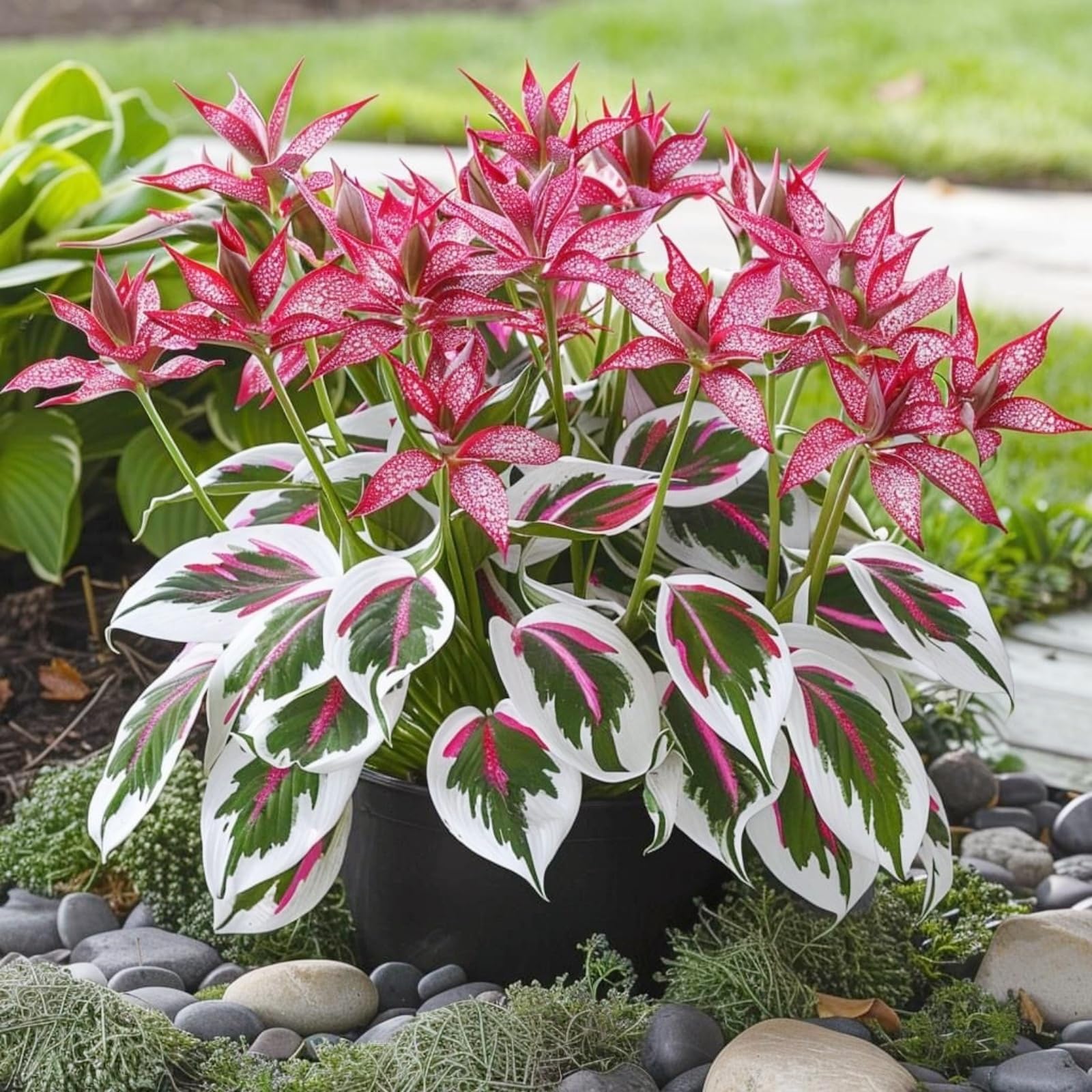 Hosta Rhizome, Hardy Perennial, Garden Decoration, No Watering Required, Professional Planting, Suitable for Spring and Autumn-4 Rhizome-H