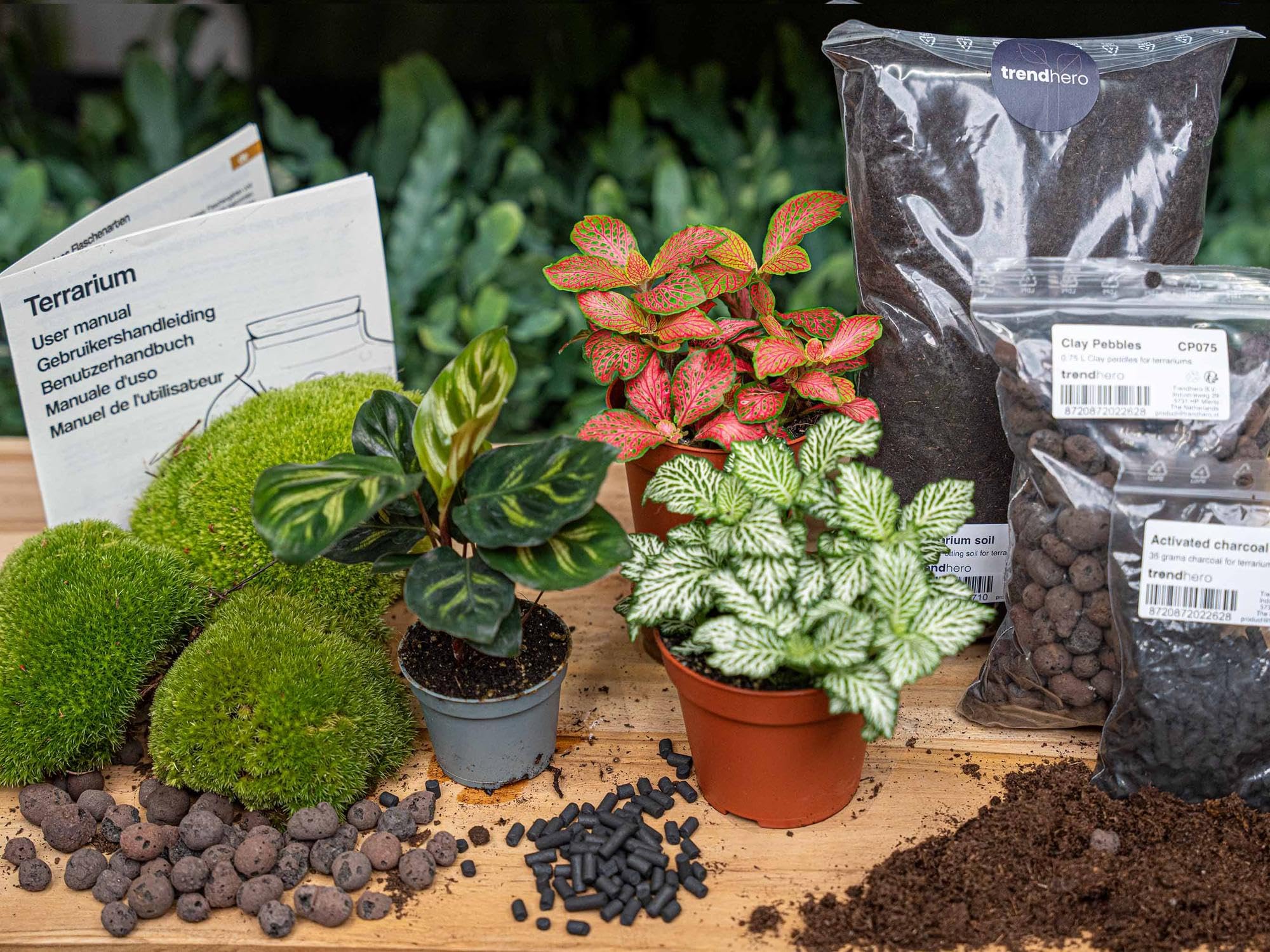 Terrarium Starterset mit Calathea, DIY Flaschengarten, Bunt, Set L/XL