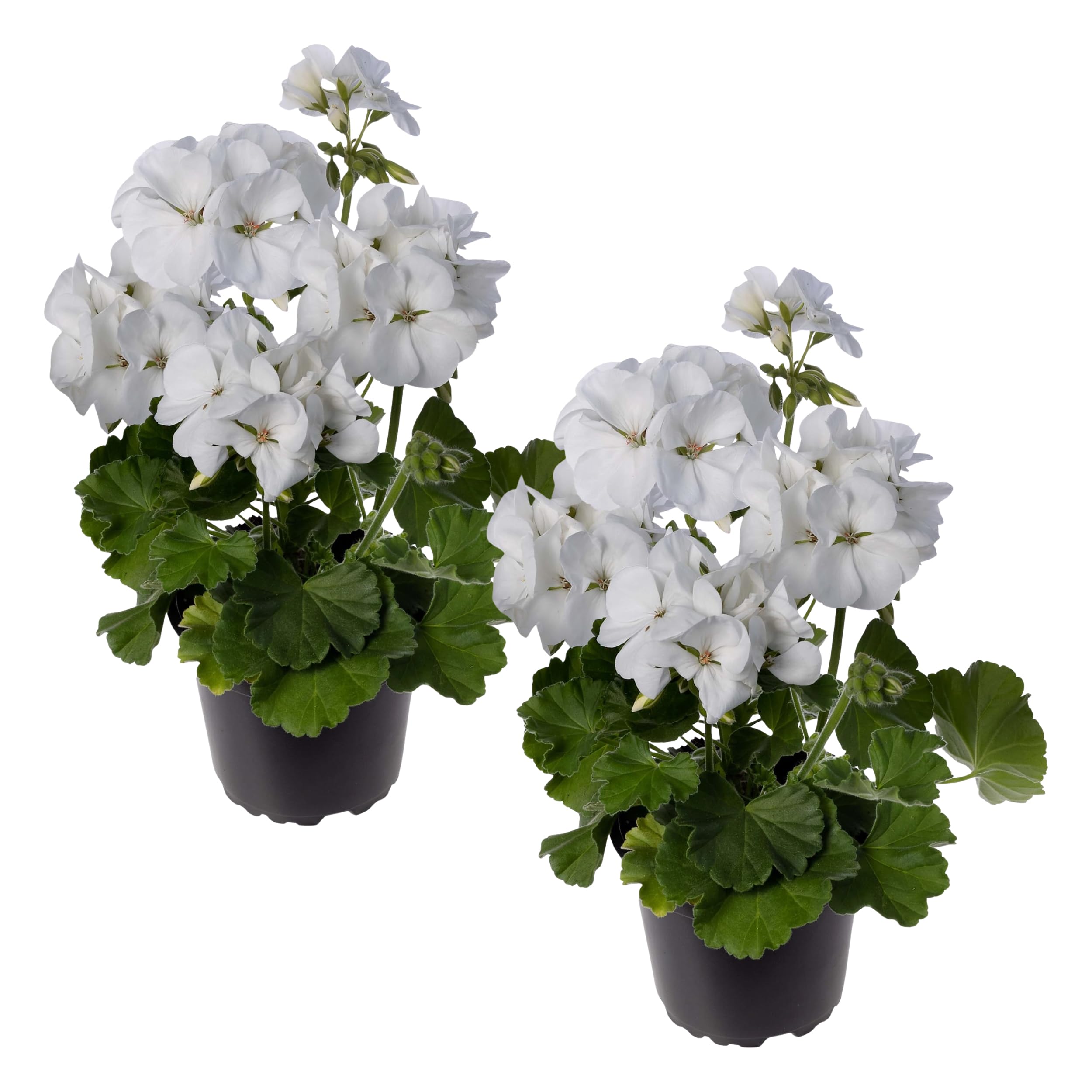 Live Flowering Zonal Geraniums White 2 Plants Per Pack