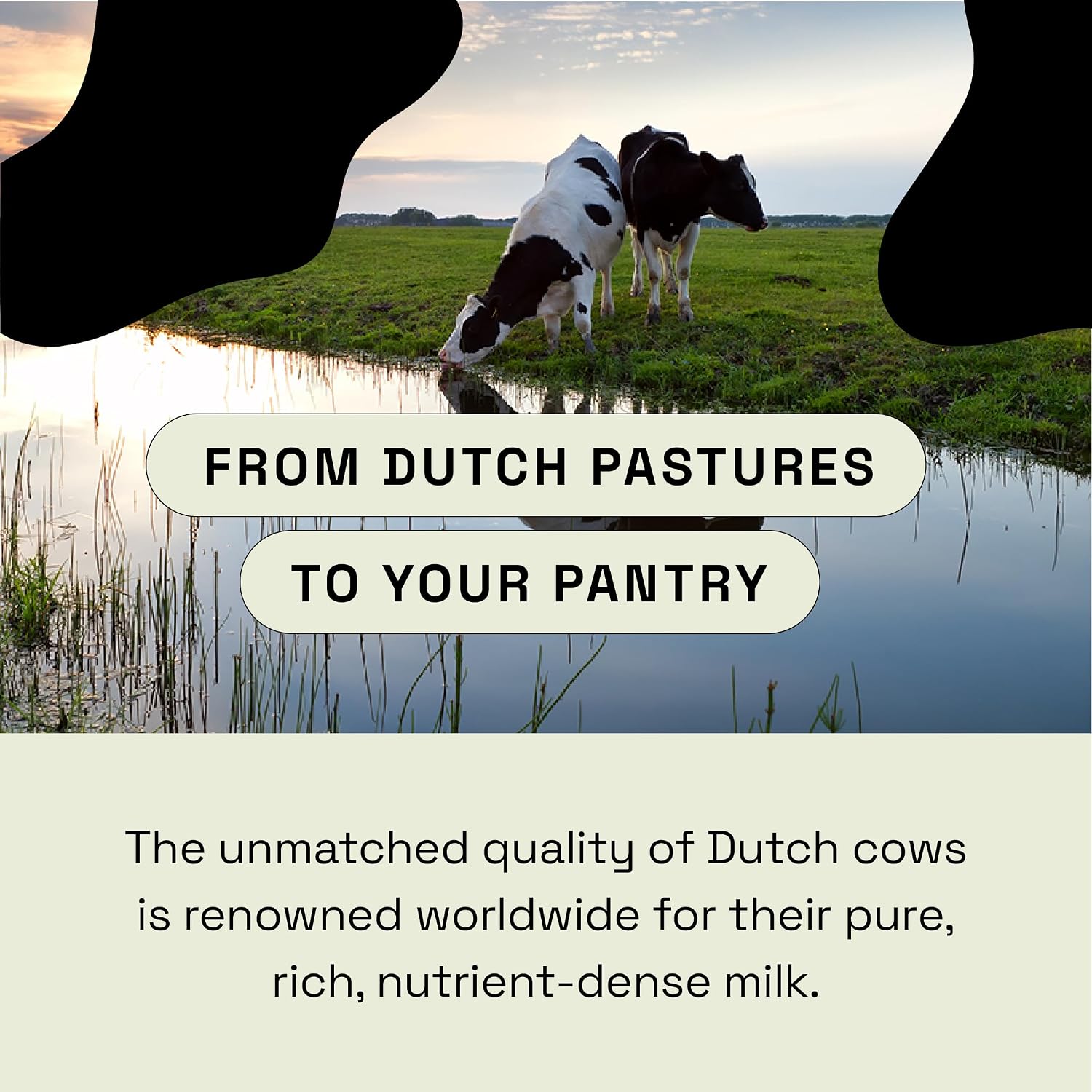 MOOVE Bovine Colostrum Powder Unflavored, Grass-Fed Dutch Cows, Immune & Gut Support, Natural Protein, Superfood for Energy & Recovery - 2 Pack of 4.23oz