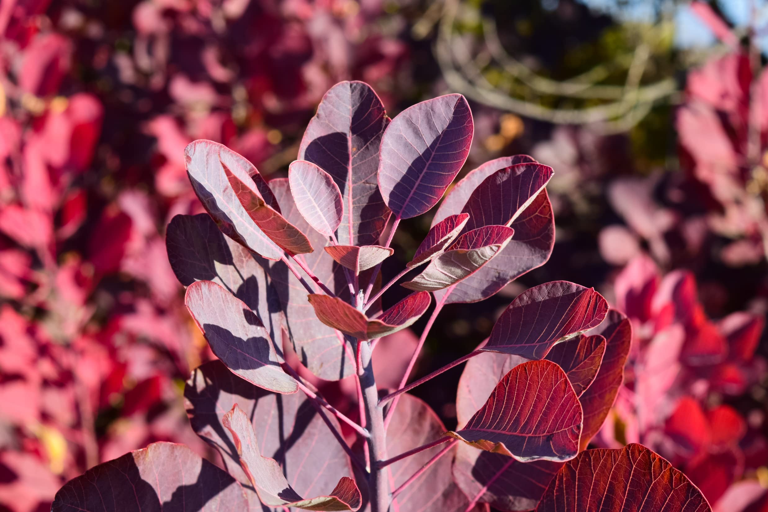 Suttons Cotinus ‘Smoke Bush’ Potted Hardy Garden Plant Autumn Colour, Fast Growing Shrub, Easy to Grow & Low Maintenance, Gardens & Outdoors (2 x Cotinus Grace Plant in a 3 Litre Pot)