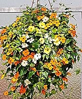 Vista 2 de Semillas de vid Susan de ojos negros, incluye 100 semillas en un paquete