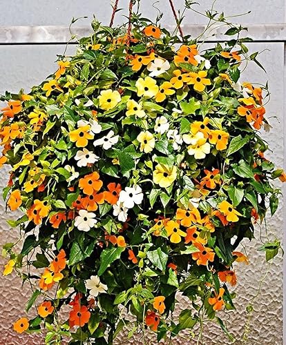 Miniatura 2 de Semillas de vid Susan de ojos negros, incluye 100 semillas en un paquete