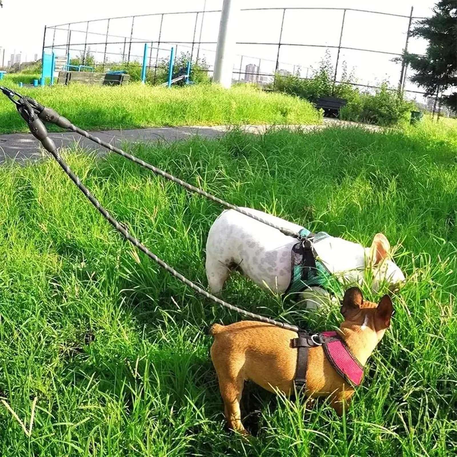 Correa Doble para Perros - Correa de Paseo giratoria 360 sin enredos para Perros pequeños