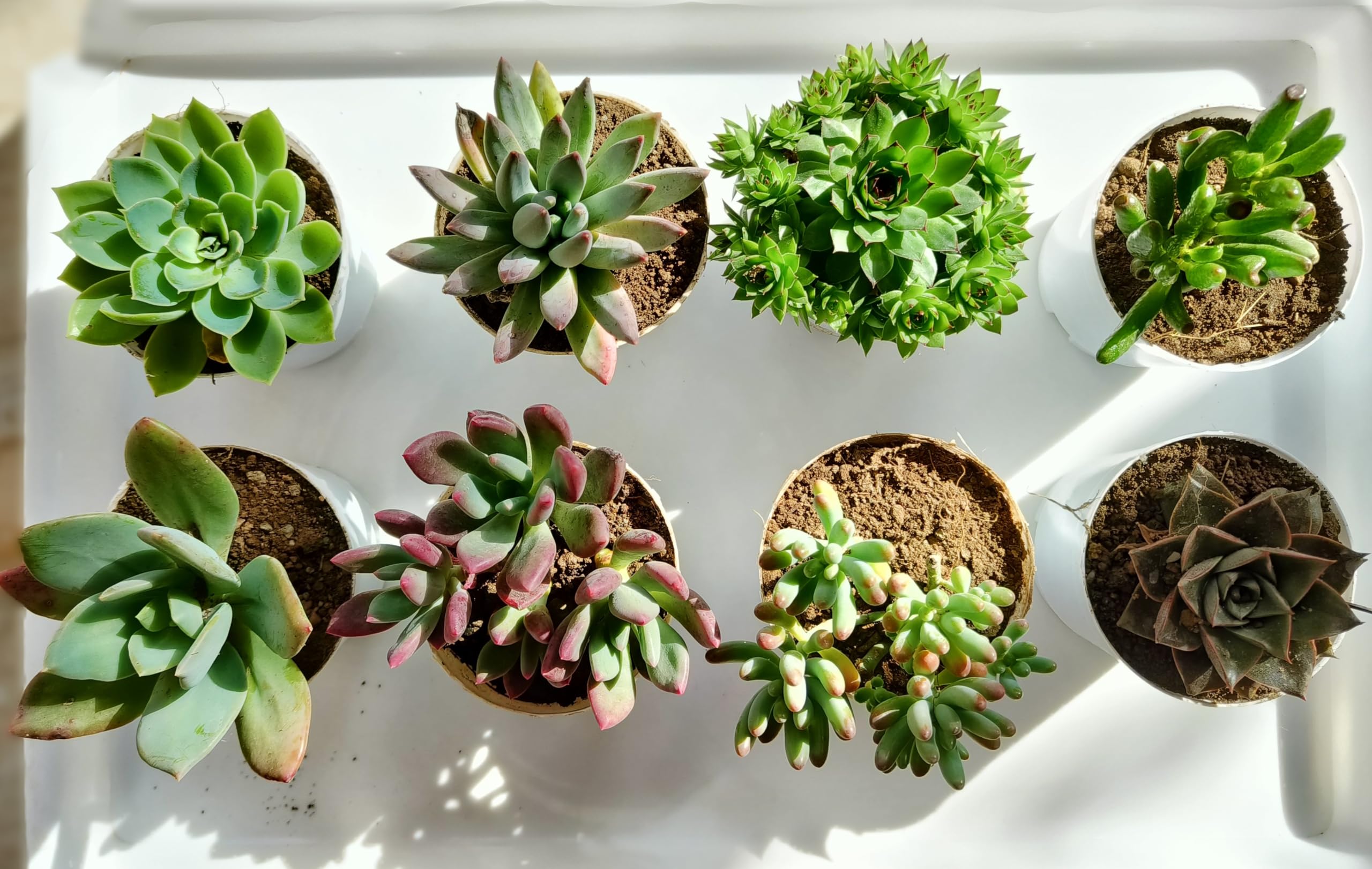 See full amazon price history chart for Farm Storey Assorted succulent set of 8 (Bare rooted), Any 8 live succulent plants varieties, succulent plant combo Farm Storey Assorted succulent set of 8 (Bare rooted), Any 8 live succulent plants varieties, succulent plant combo (B0C5F2K6LG) Amazon Price History, Amazon Price Tracker