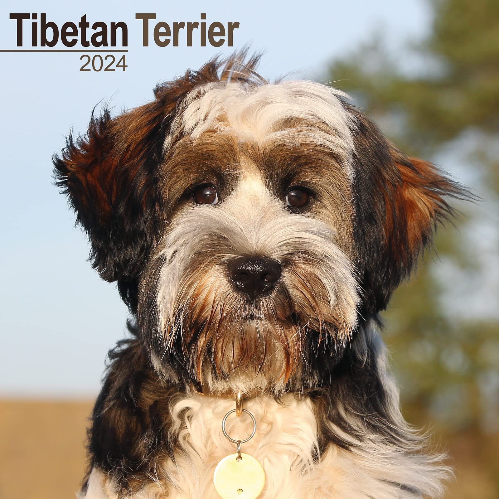 Tibetan Terrier Calendar Dog Breed Calendars 2023 2024 wall