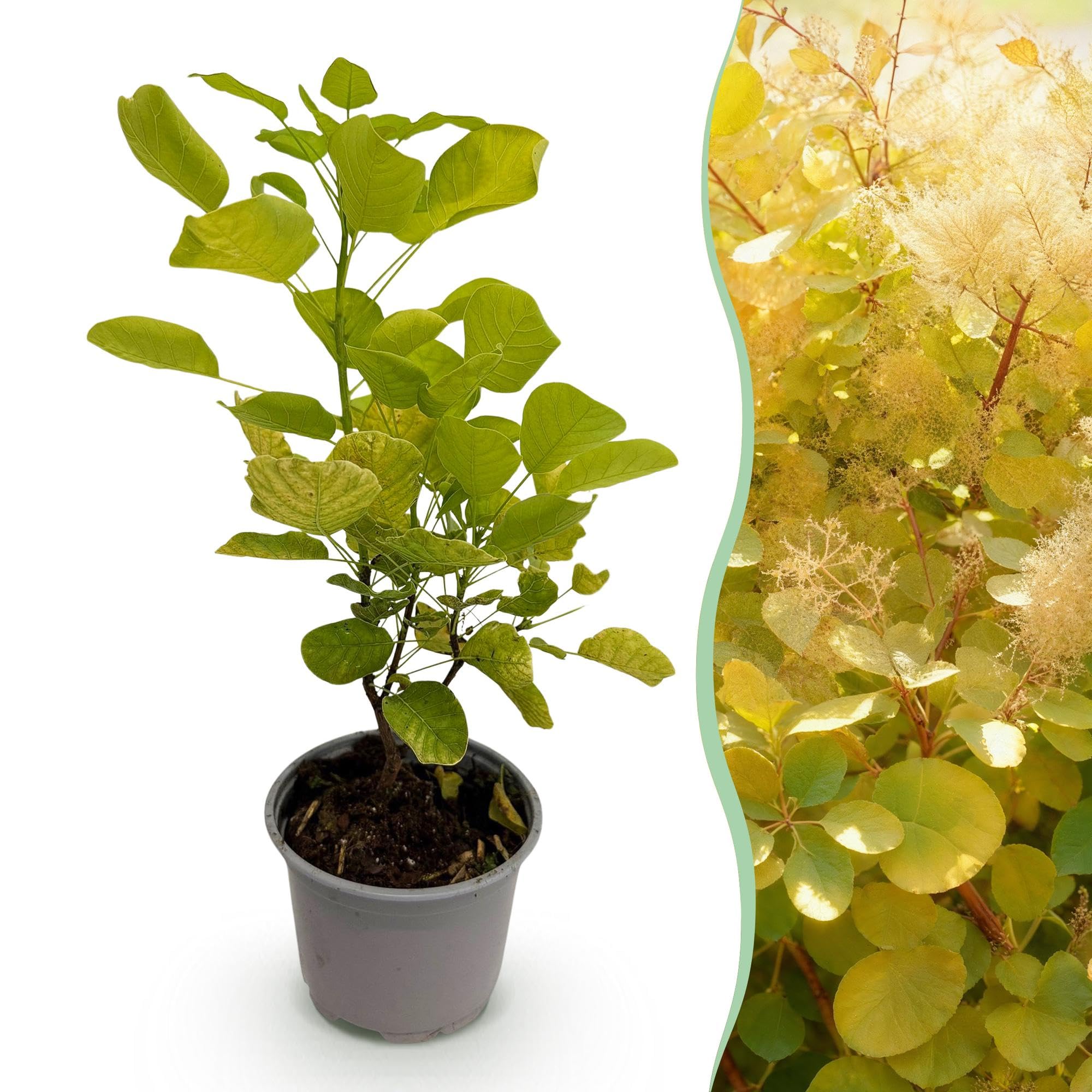 Cotinus coggygria Golden Spirit – 3 rośliny – 12 cm – wysokość ok. 35 cm – liściasta peruka ze złotożółtymi liśćmi i przewiewnymi letnimi kwiatami – łatwa w pielęgnacji, na grządkę i taras