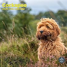 Baker and Bray Cockapoo Calendar 2026, Large Square Wall Calendar, 16 Month, Cockapoo Gift Dog Calendar.