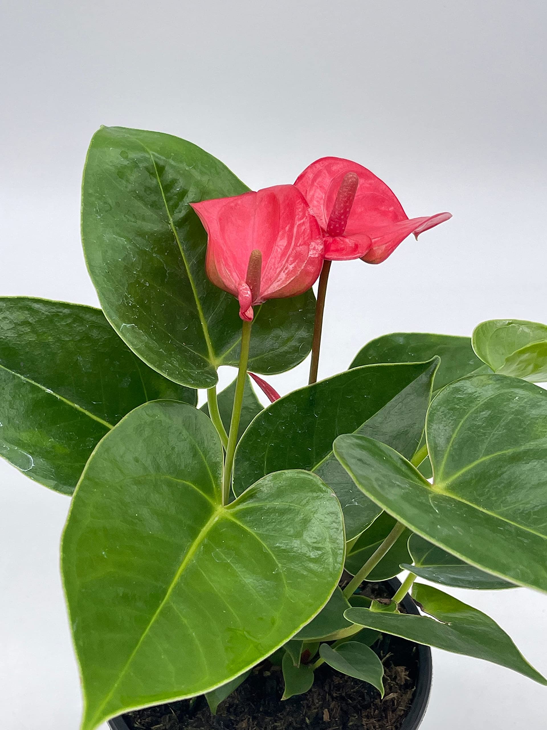 Amazon.com : BubbleBlooms Anthurium Pink Flamingo Lily in 4 inch Pot :  Patio, Lawn & Garden