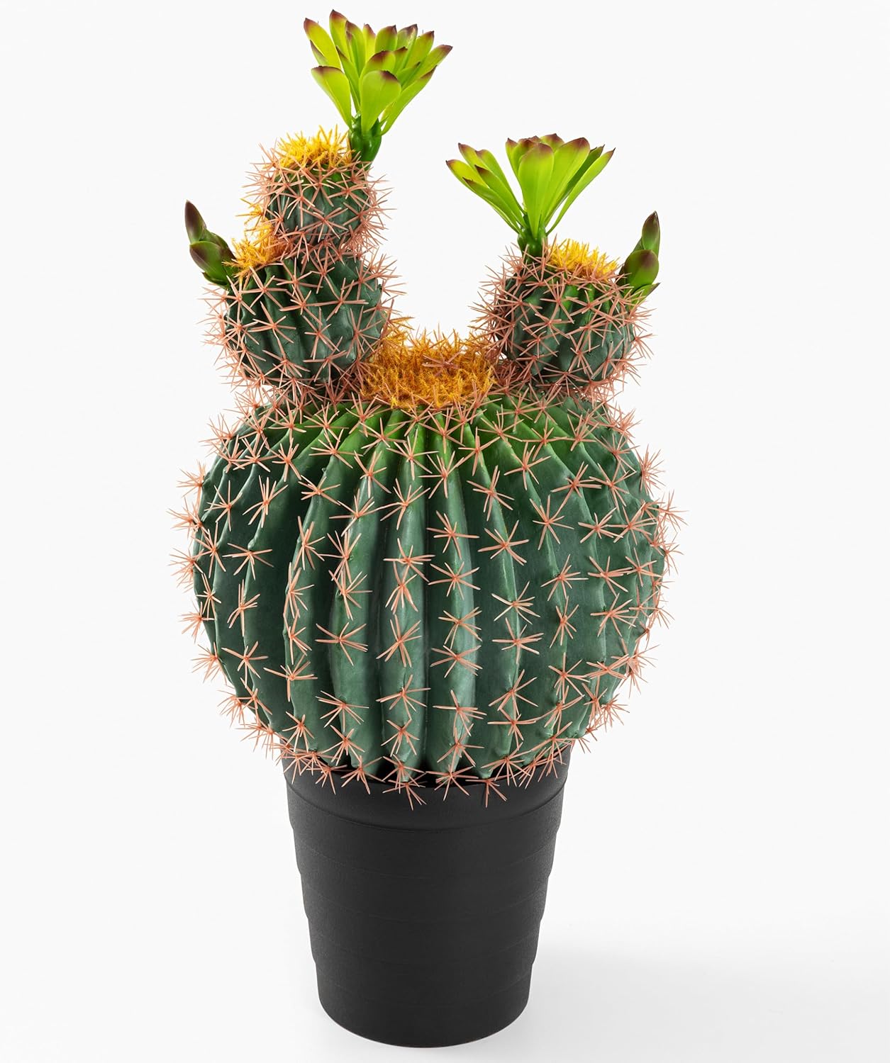 横*平様 チランジアフンキアナ チランジア・フンキアナ Tillandsia funckiana 育て方 図鑑 | Frontier