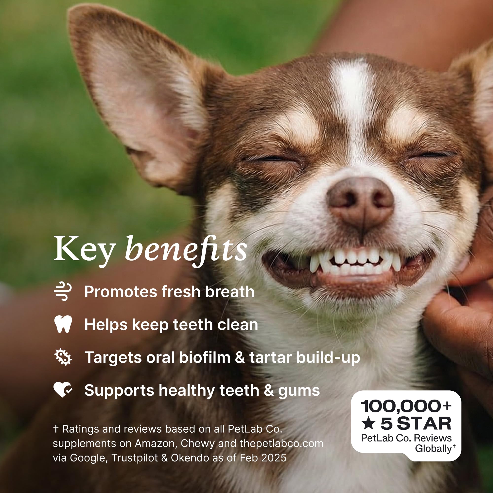 PetLab Co. ProBright Dental Powder - Dog Breath Freshener - Teeth Cleaning Made Easy – Targets Tartar & Bad Breath - Formulated for Extra Small Dogs - Packaging May Vary - image 3
