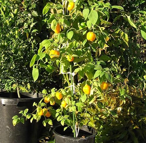 Miniatura 6 de CHUXAY GARDEN 10 semillas de naranja Capsicum Pubescens, chile rocoto y manzana, mazano, jugoso, sabor único, chile suave, ideal para comer o cocinar