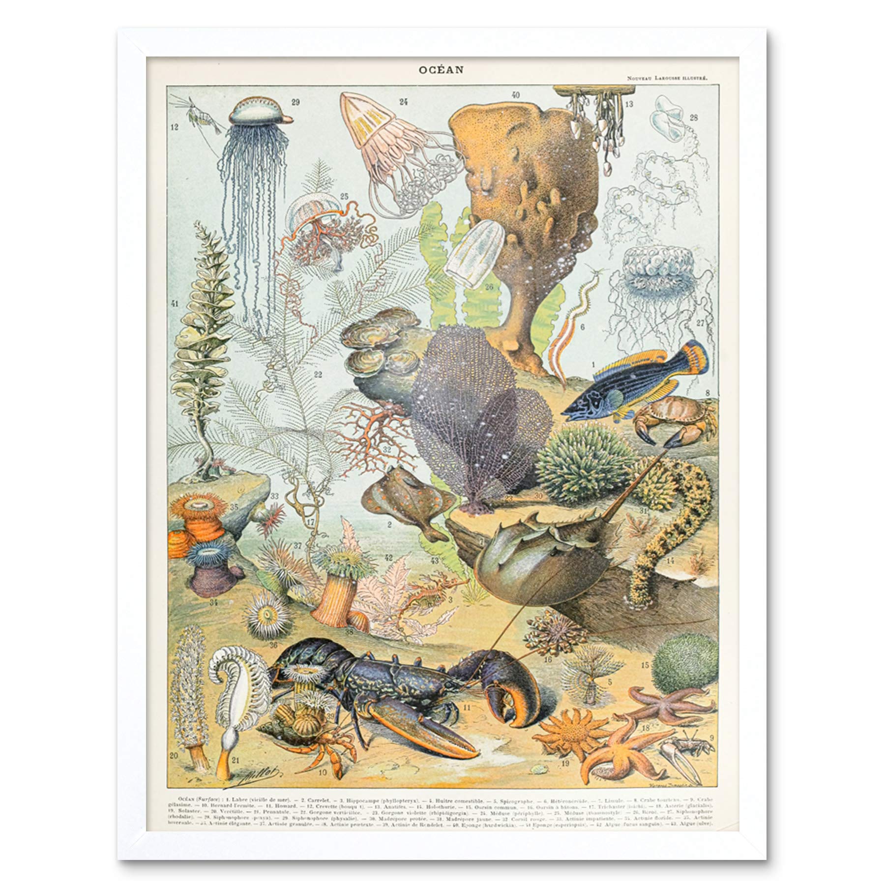 Artery8 Millot Encyclopedia Page Molluscs Shells Art Print Framed Poster Wall Decor 12x16 inch — view 58