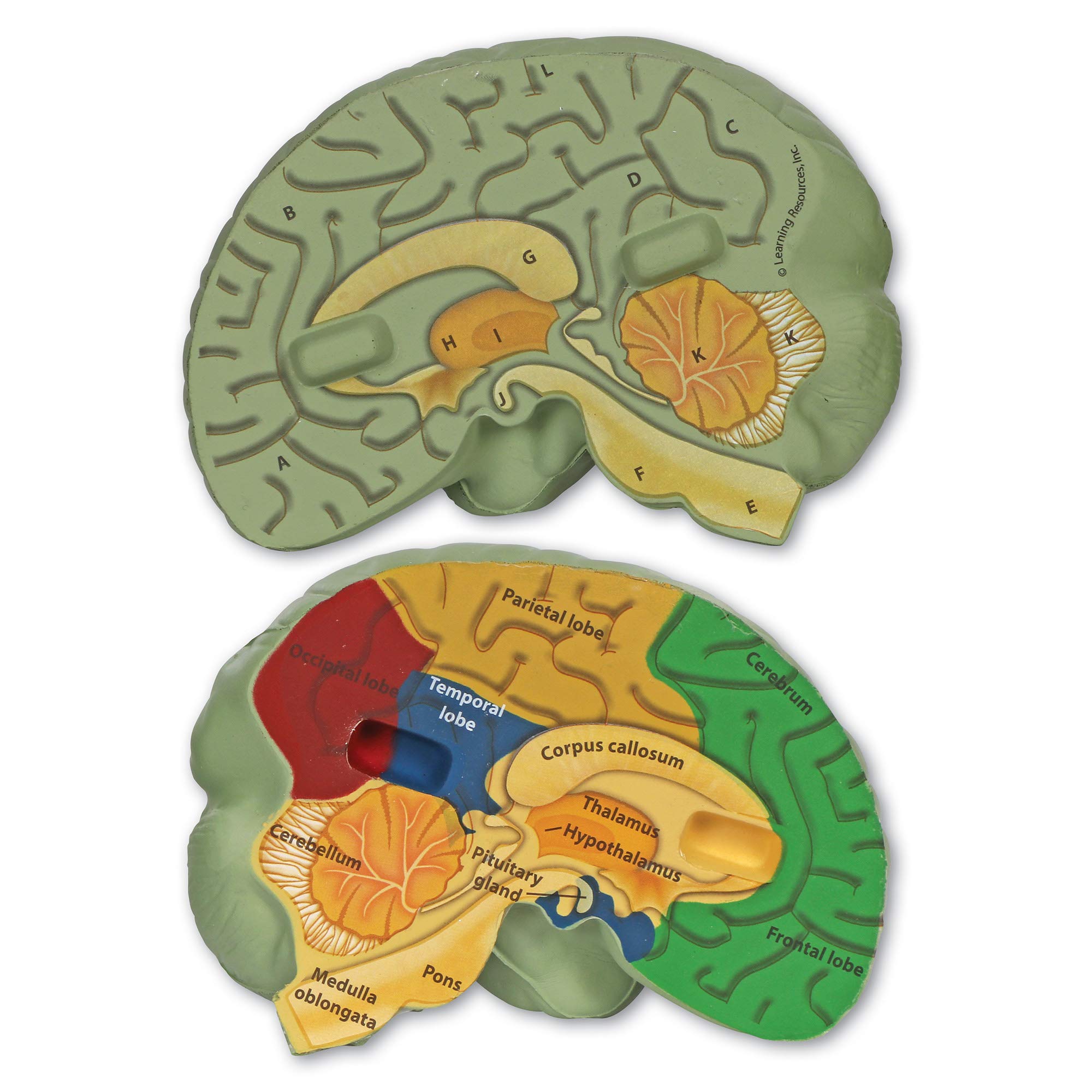 Learning Resources Crosssection Brain Model 2 Pieces, Ages 7+ Brain