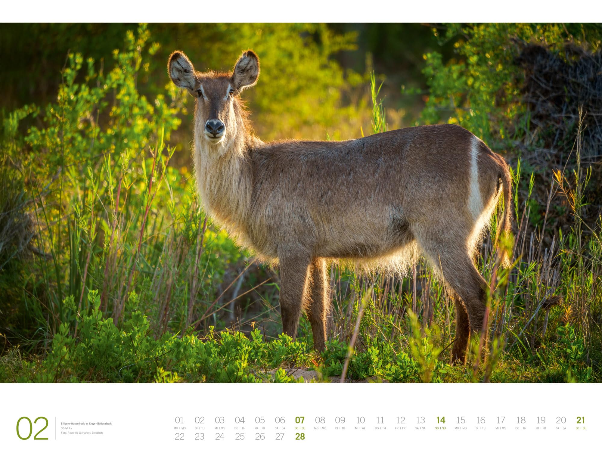 Afrika Gallery Kalender 2027: Bildgewaltiger Afrika-Kalender im großen Querformat (66x50 cm) | Tiere und Landschaft im Großformat