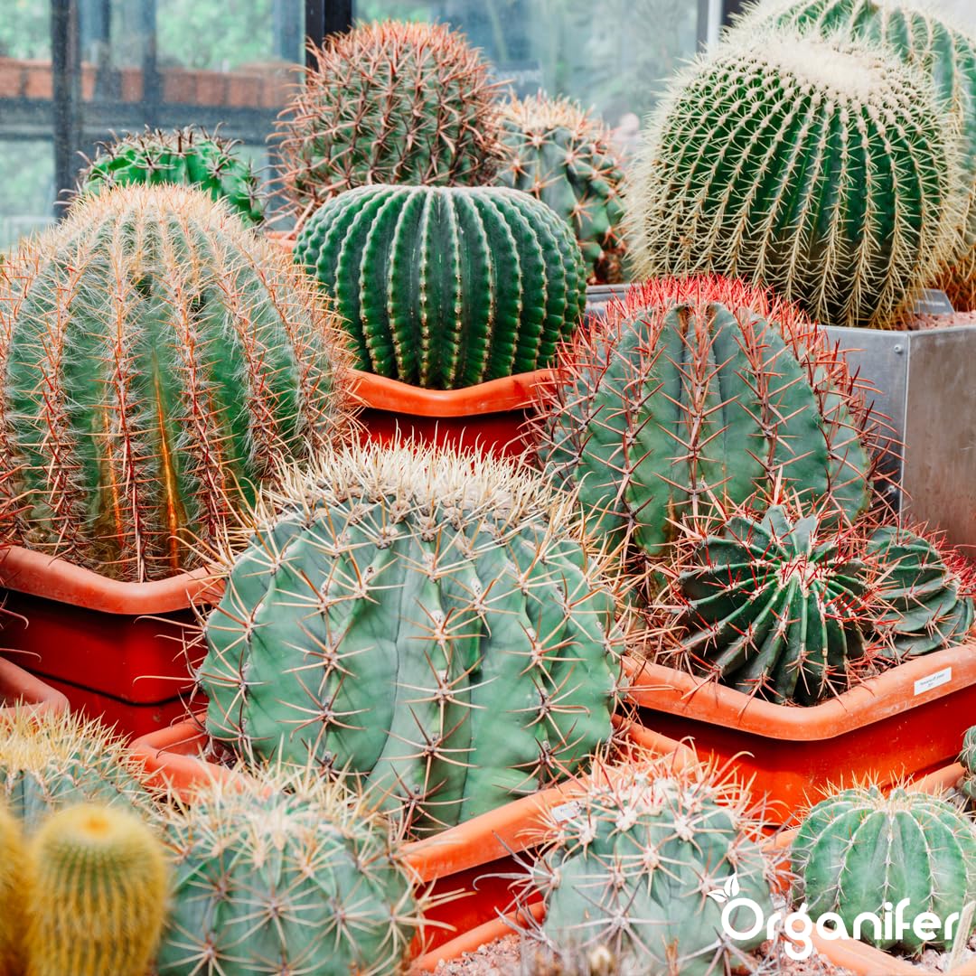 Engrais Liquide pour Cactus, 1L, Organique, Favorise Croissance et Résistance à la Sécheresse