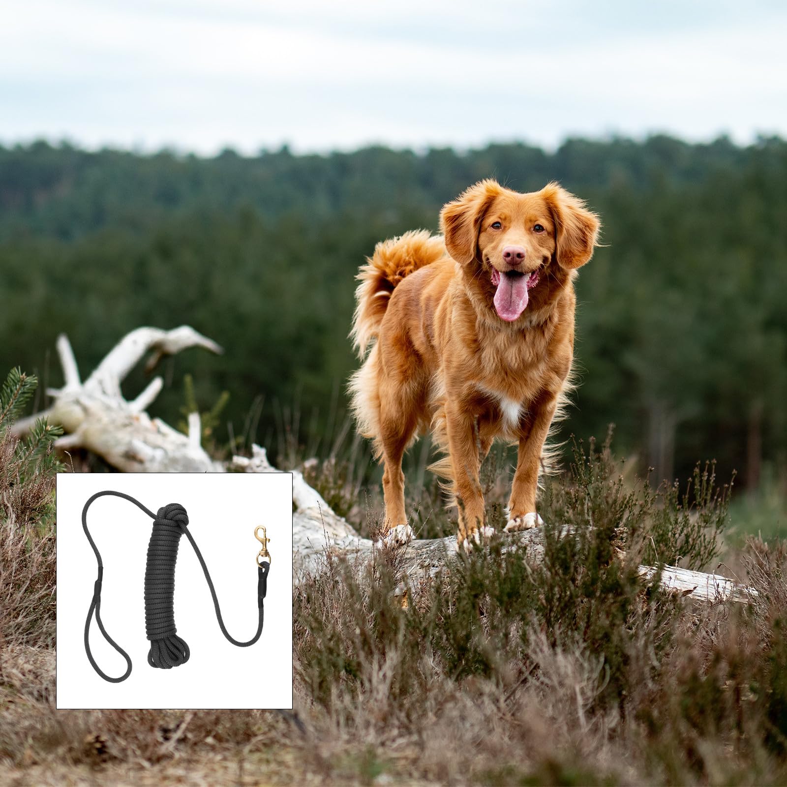 Correa de Entrenamiento para Perros Grandes, Cuerda Resistente Negra de 10 Metros, Correa para Mascotas para Adiestramiento y Paseos al Aire Libre