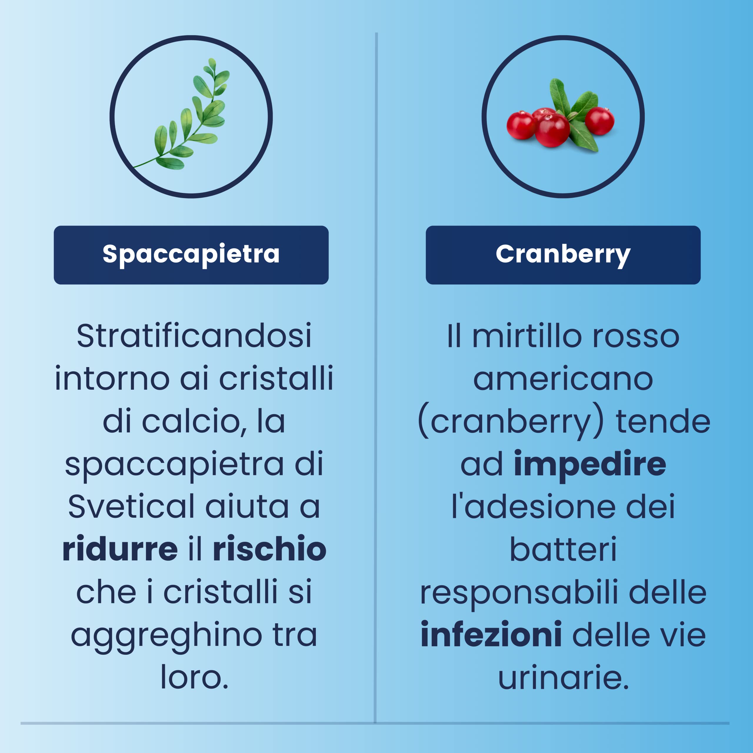 Svetical | Integratore che aiuta a prevenire la formazione e facilita l'espulsione dei Calcoli Renali | Con Spaccapietra, Mannosio e Cranberry | 30 Cpr
