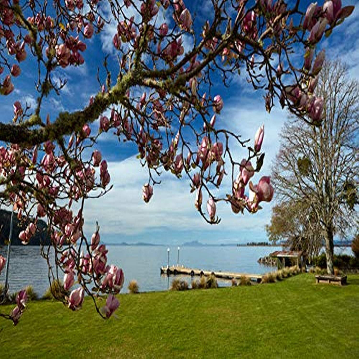 PosterazziPDDAU03DWA0683 Magnolia Tree in Bloom, and Lake Taupo, Braxmere, Tokaanu, Near Turangi, North Island, New Zealand Photo Print, 24 x 18, Multi