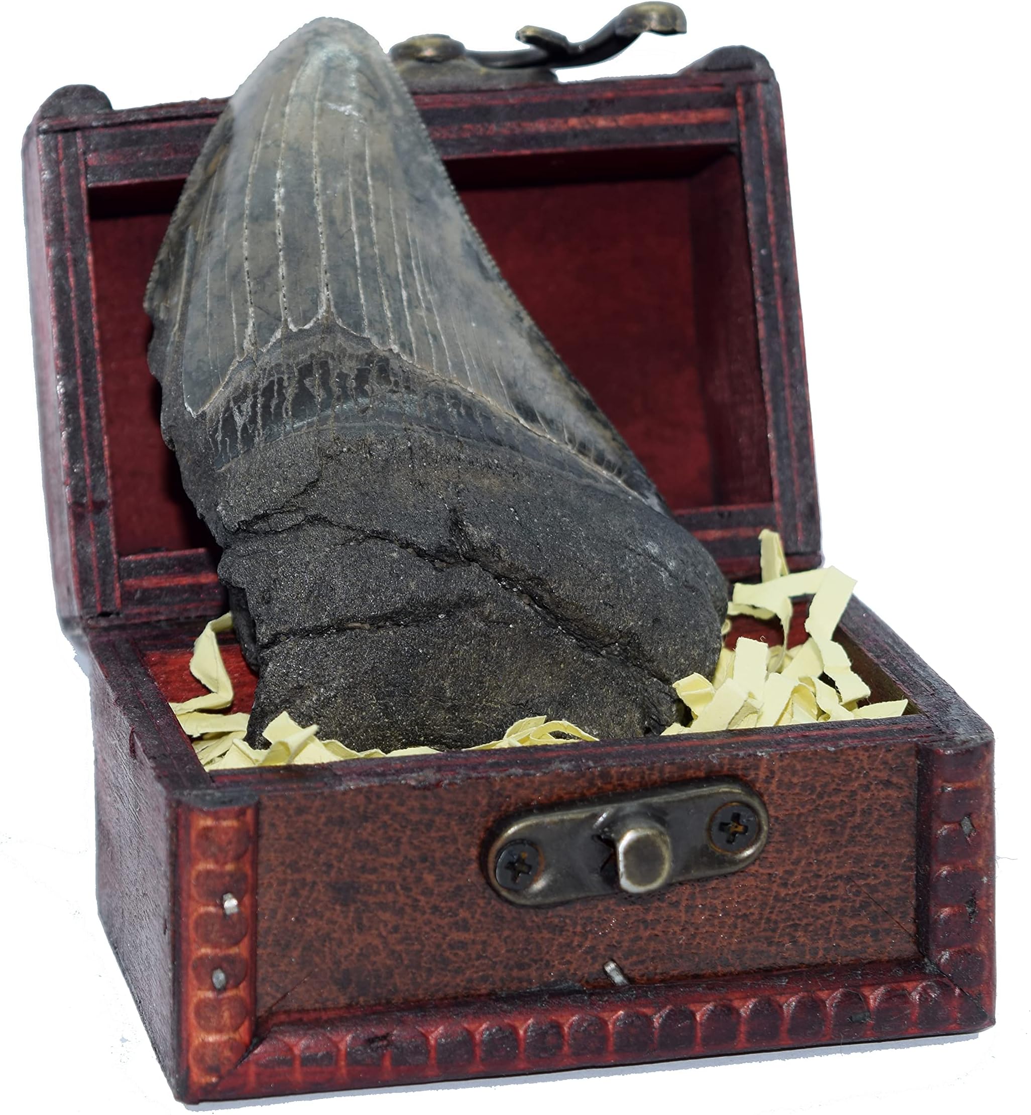 Jurassic Jacks Real Megalodon Fossil Tooth In Wooden Chest Prehistoric Monster Tooth