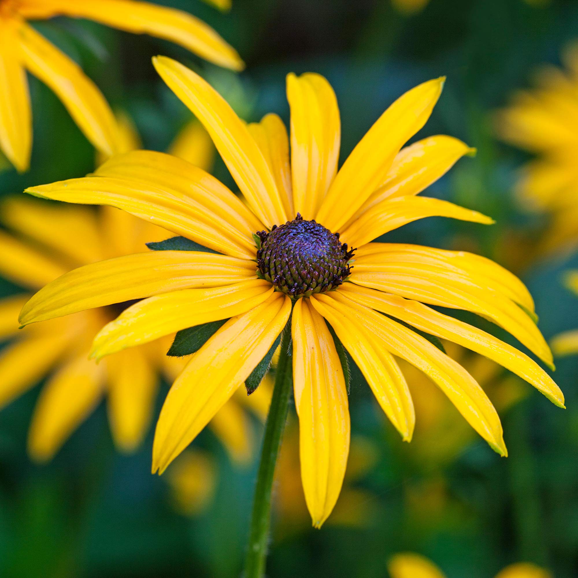 Rudbeckia Goldsturm Coneflower Herbaceous Perennial Potted Flowering Plant (9cm Pot, 15-25cm)