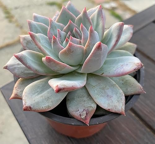 Miniatura 2 de Live Echeveria Blue Bird - Planta suculenta de 4 pulgadas, baja agua, tolerante a la sequía con tierra, floración durante todo el año, verde con
