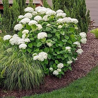 Brighter Blooms - Annabelle Hydrangea Shrub, 3 Gallon - No Shipping to AZ