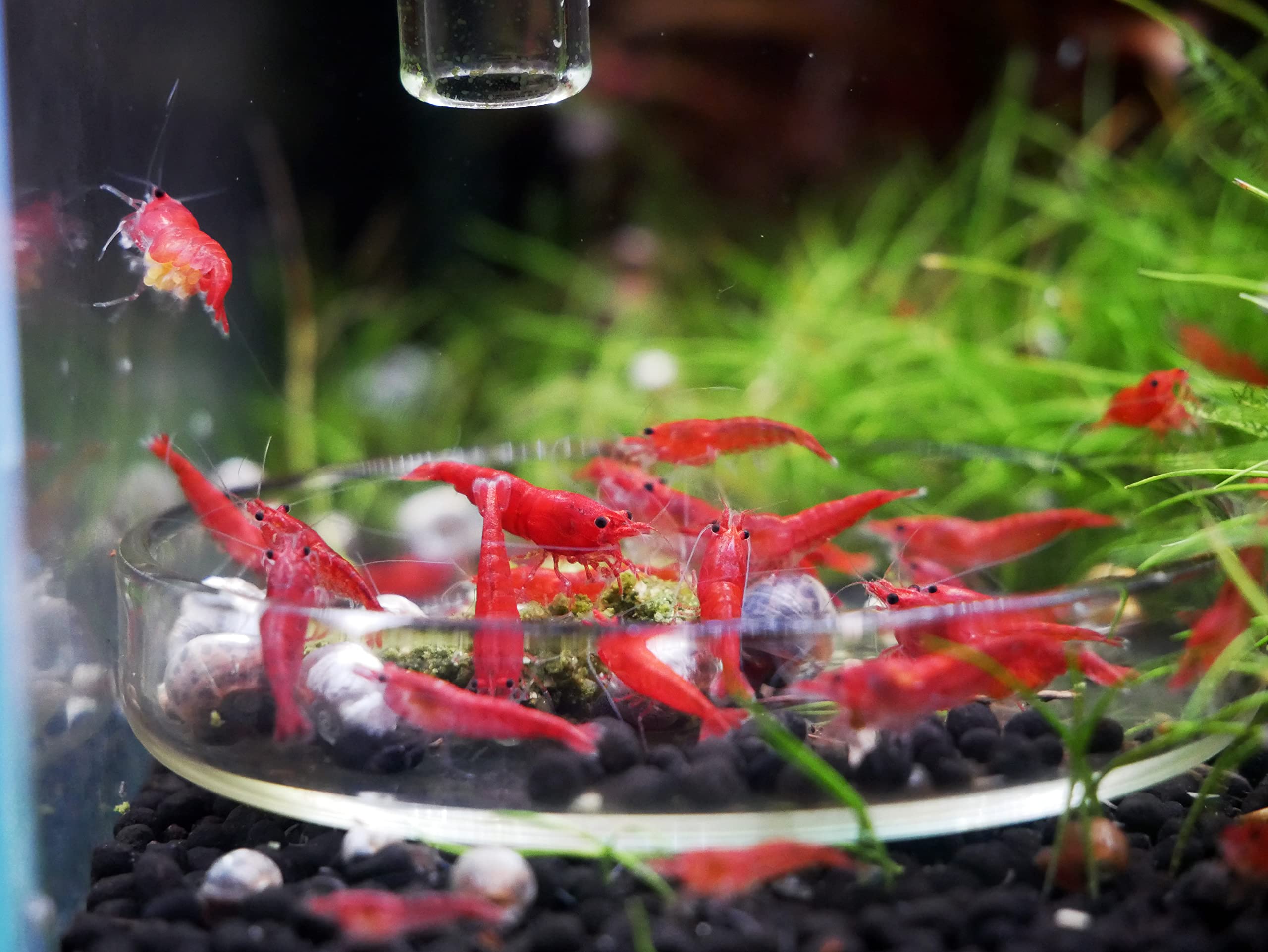 Aquarium Futterschale XXL Aus Laborglas - 114x19mm Für Gezieltes Füttern