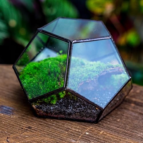 Miniatura 8 de NCYP Terrario geométrico de vidrio pequeño con puerta, 7.1 x 7.1 x 4.7 pulgadas, maceta cerrada con pentágono negro para suculentas, plantas de