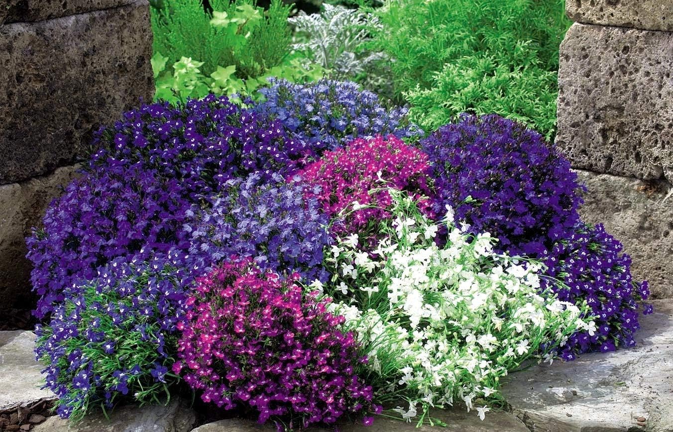50+ Seeds- Lobelia Mix Annual Flowers Seeds For Planting (B0CC9Z1F6N) Amazon Price History, Amazon Price Tracker