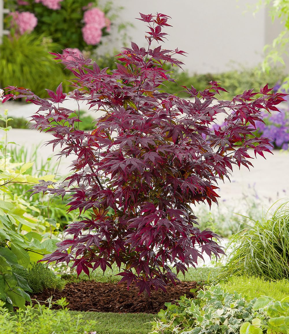BALDUR Garten 1x Japanischer Ahorn 'Burgund', Pflanze im 12 cm-Topf, Ahornbaum, rote Blätter, winterhart, sehr pflegeleicht, Acer palmatum atropurpureum, Fächerahorn-Rarität