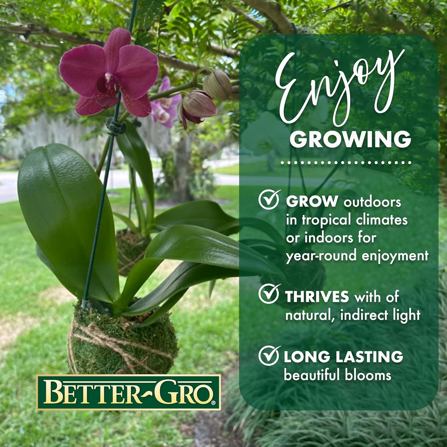 Better-GRO 19” Hanging Kokedama with Phalaenopsis Orchid – Indoor/Outdoor Planter- Pink