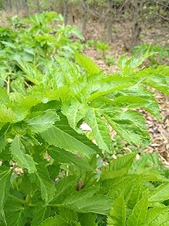 Hundredfold Lovage 100 Herb Seeds - Levisticum officinale Cold-Hardy Celery & Parsley Flavor, Roots Used as Vegetable, Seeds as Spice, Packed and Shipped in Canada