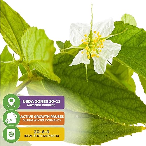 Miniatura 10 de Cereza jamaicana roja (freso) - Muntingia calabura de Wellspring Garden - Árbol frutal de hoja ancha para tu jardín - Planta de inicio de hoja