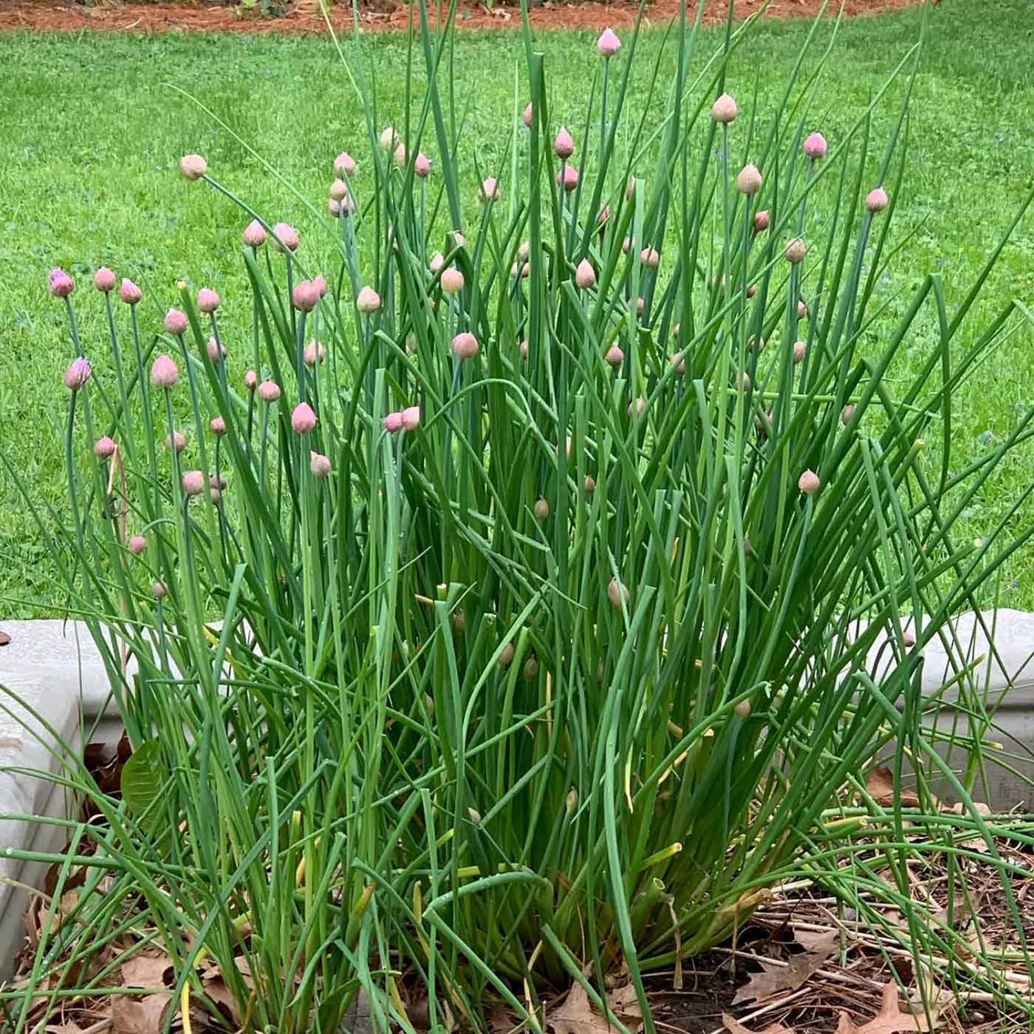 Pack of 3 Chives Plants Live, Hardy Heirloom Leeks Chives Herb, 4-8” Tall