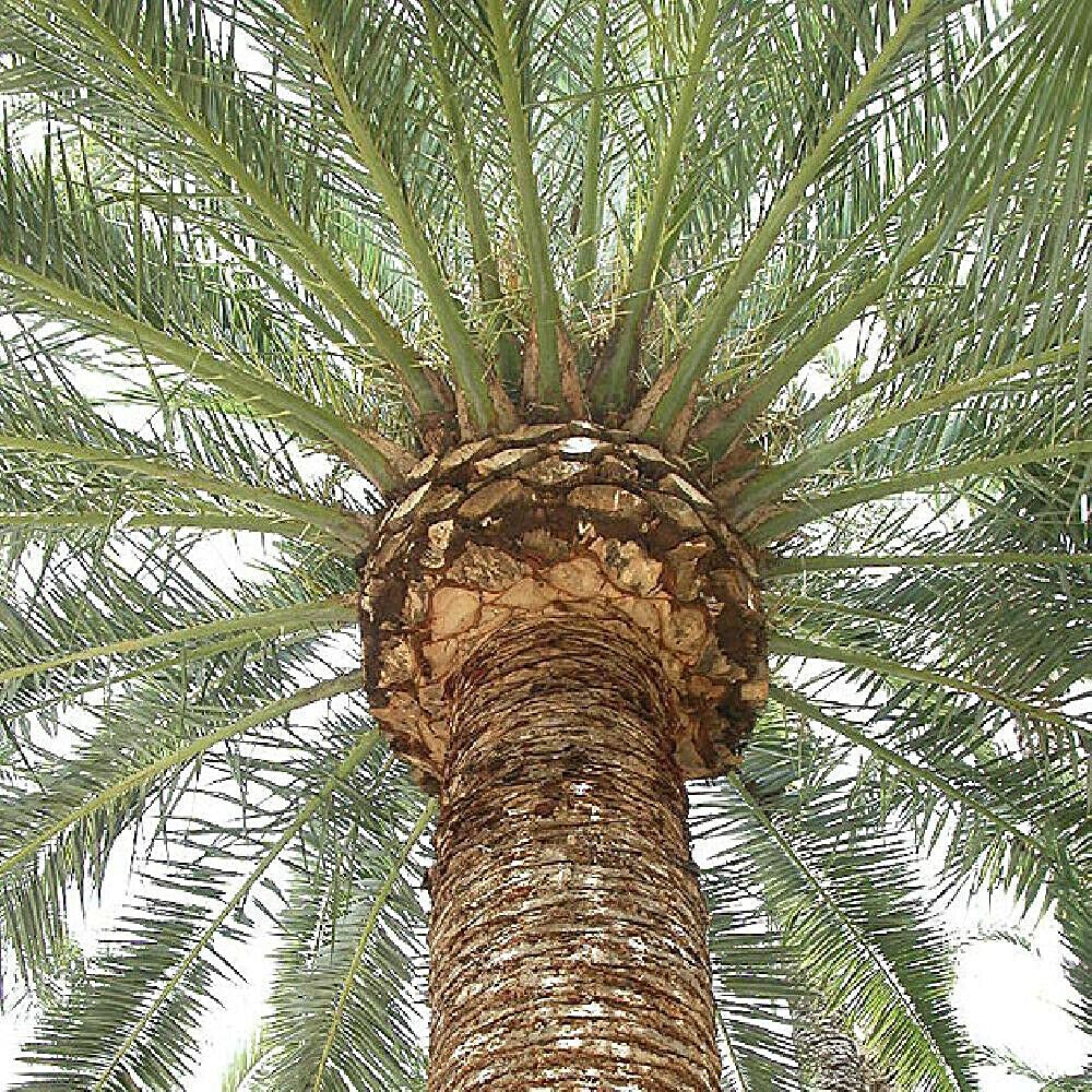 Phoenix Canariensis Date Palm Tree Canary Island Date Palm Tree 5 Fresh Seeds