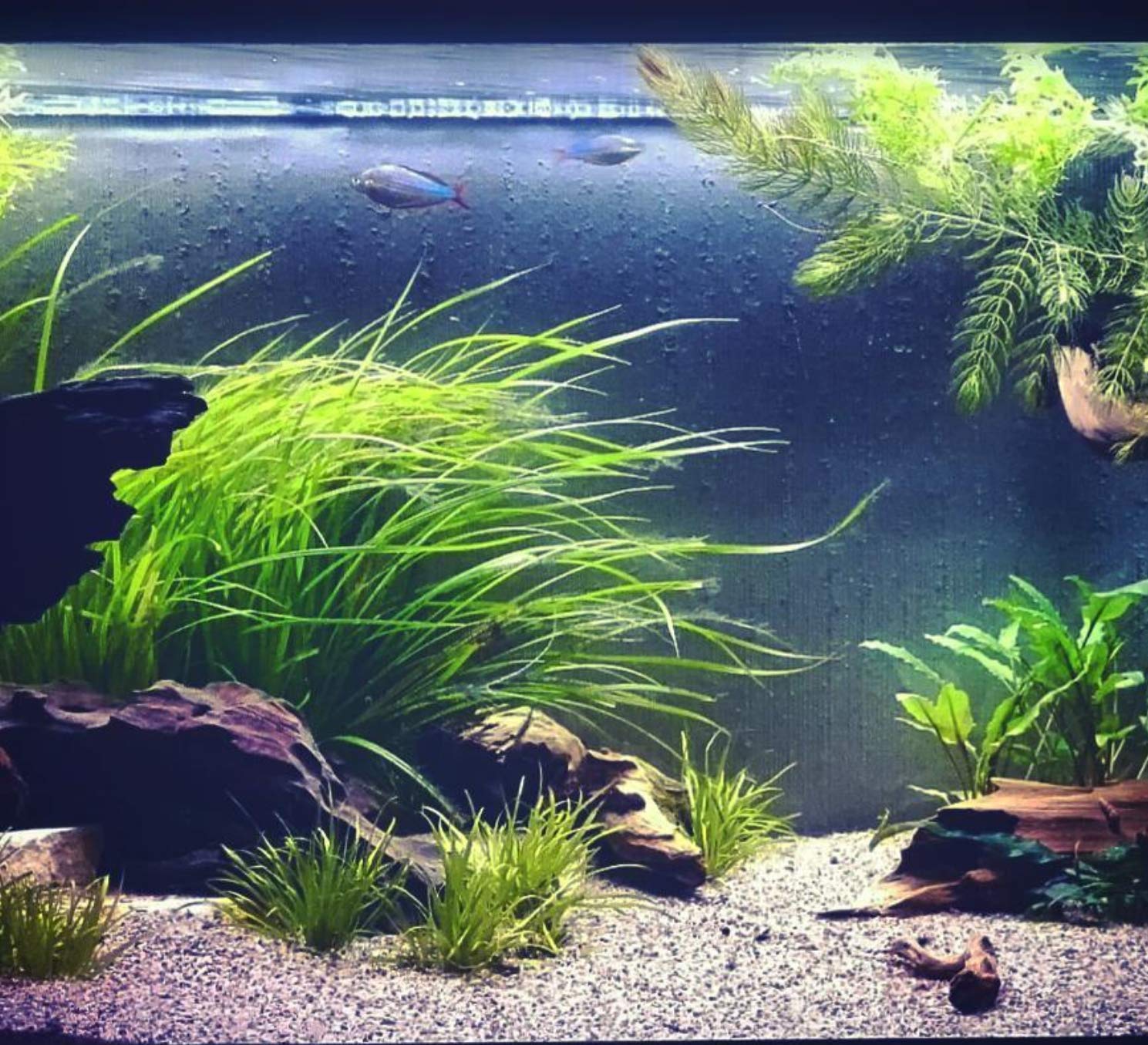 Amazon.com: Cyperus Helferi 15-30 cm Tall 3X Bunch Freshwater Live Aquarium  Plant : Pet Supplies